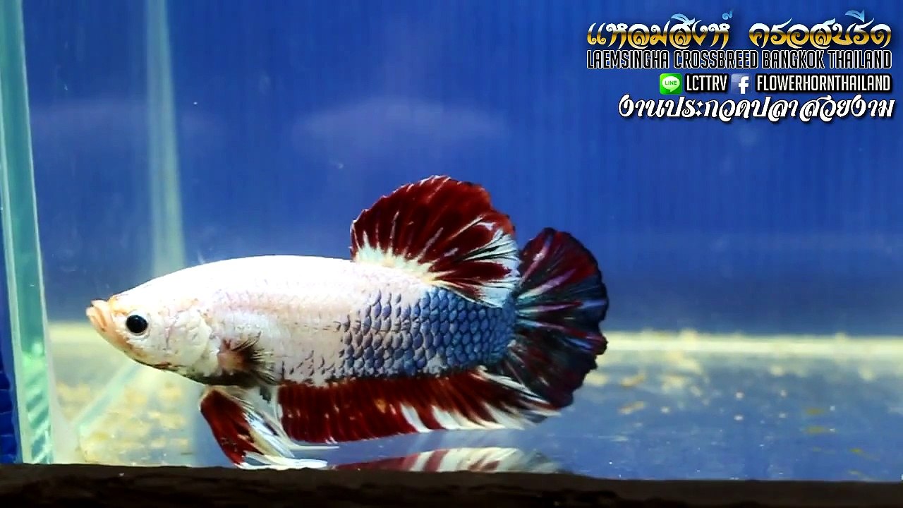 Siamese Fighting Fish Thailand Tropical Fish Competition 2015