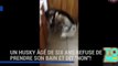 Un Husky sibérien de 6 ans refuse de prendre son bain et dit ‘NON’.