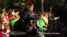 Elephants Smashing Pumpkins - Cincinnati Zoo