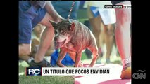 Conoce a Quasimodo el perro más feo del mundo