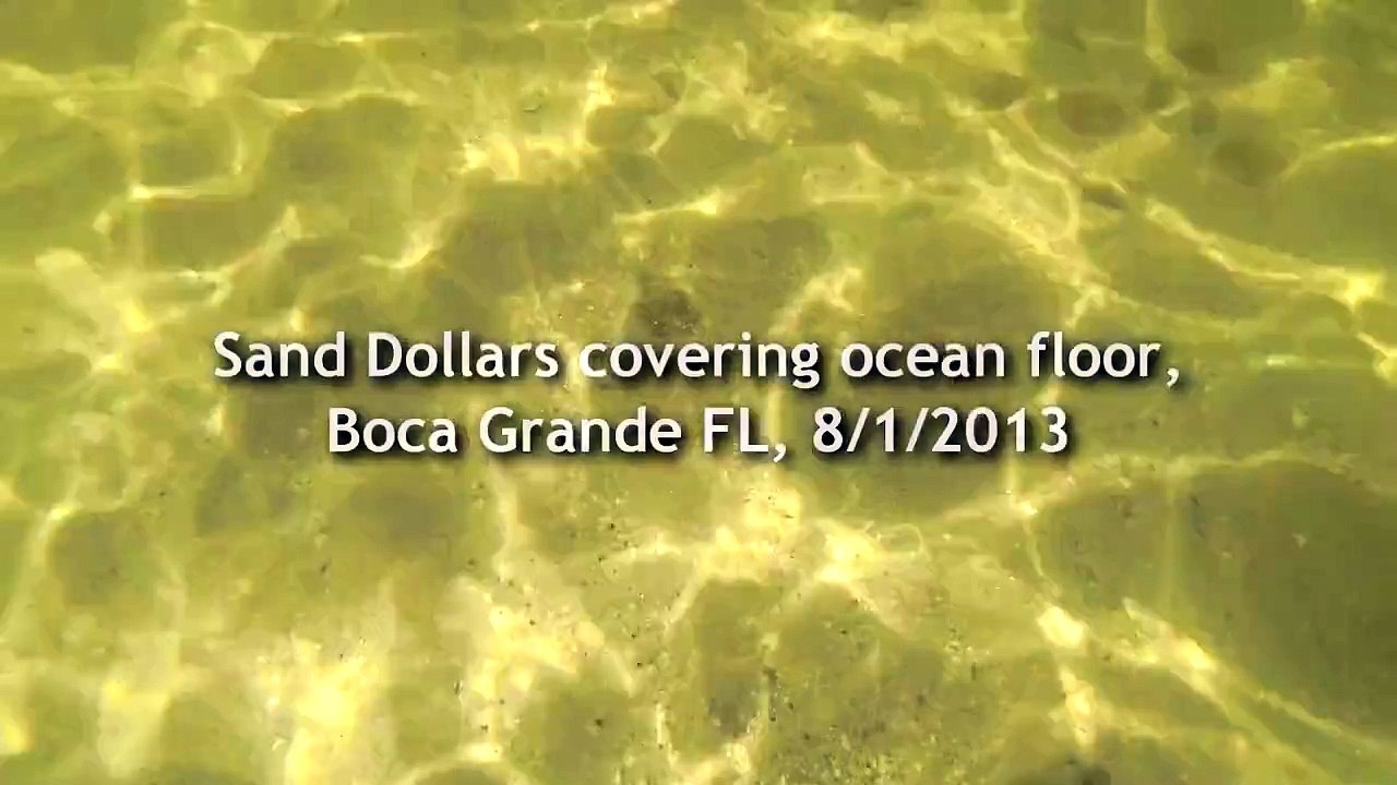 Sand Dollars covering ocean floor, Boca Grande FL