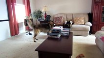 Belgian Tervuren playing - Apollo is feeling frisky