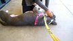 Santa Barbara Shelter Dog ADAM Loves Belly Rubs