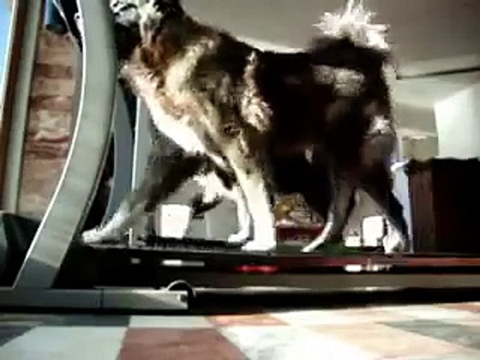 Caucasian Ovcharka Dogs Attack Santa