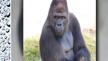 shabani