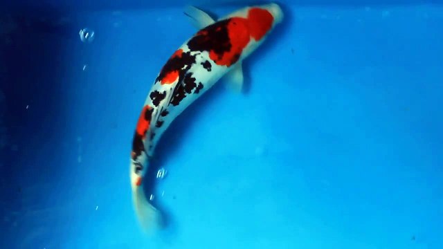 Doitsu Sanke Koi Carp fish for sale @ love aquatics