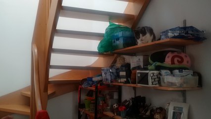 Athletic cat displays unrivaled goalkeeping skills