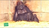 Baby gorilla attempts to stand