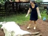 WOMAN GETS KICKED IN THE FACE BY A COW!