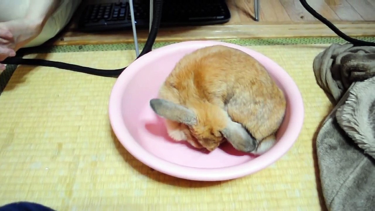 洗面器でごろりするうさぎrabbit lying in wash-basin2010/10/10