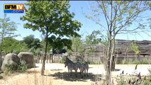 Pic de chaleur: les animaux du zoo de Vincennes aussi ont chaud