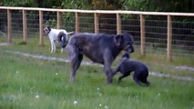 Deerhound Lurcher Puppy plays with Irish Wolfhound