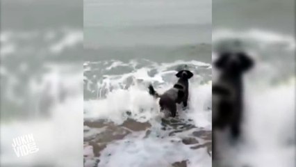 Seal Becomes Dog's Best Friend