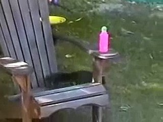 The squirrel who just wouldn't give up