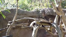 Video 010 Yun Zi Very Slowling Climbing Down.MP4