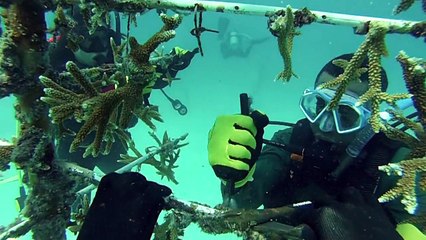 Los jardineros de corales de Miami