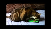 Funny Cat Video - greedy Pablo escobar cat attacks sneaking from cat food treat bag