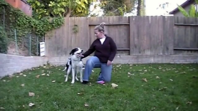 Chest vault - Canine Freestyle: Clicker Training