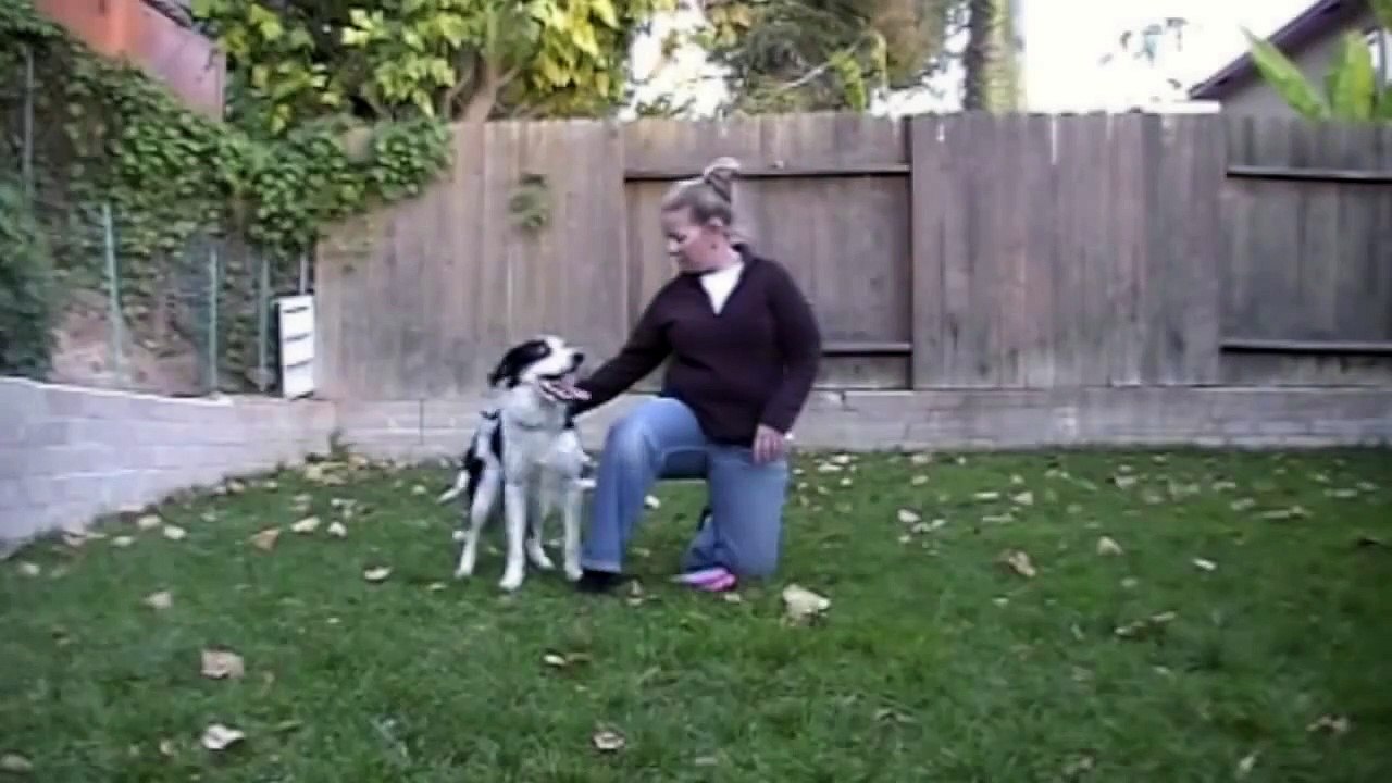 Chest vault - Canine Freestyle: Clicker Training