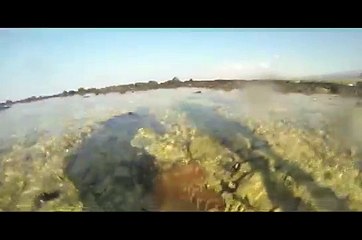 Octopus tries to steal my GoPro!