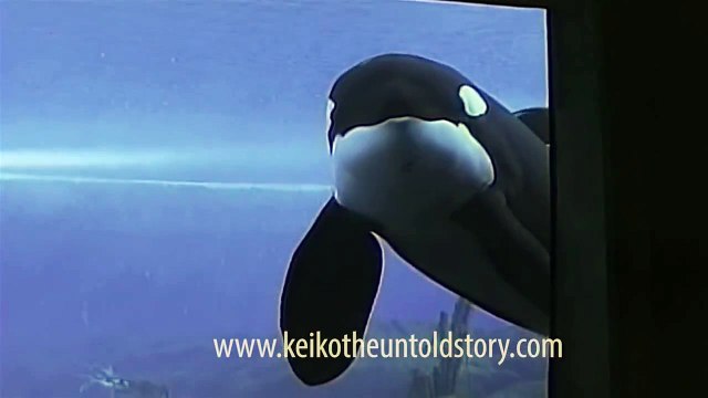 Keiko The Untold Story of The Star of Free Willy HD 2013