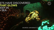 Colorful, Fluorescent Corals Found Deep Inside The Red Sea