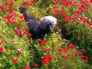 Walter Green the Bedlington Terrier