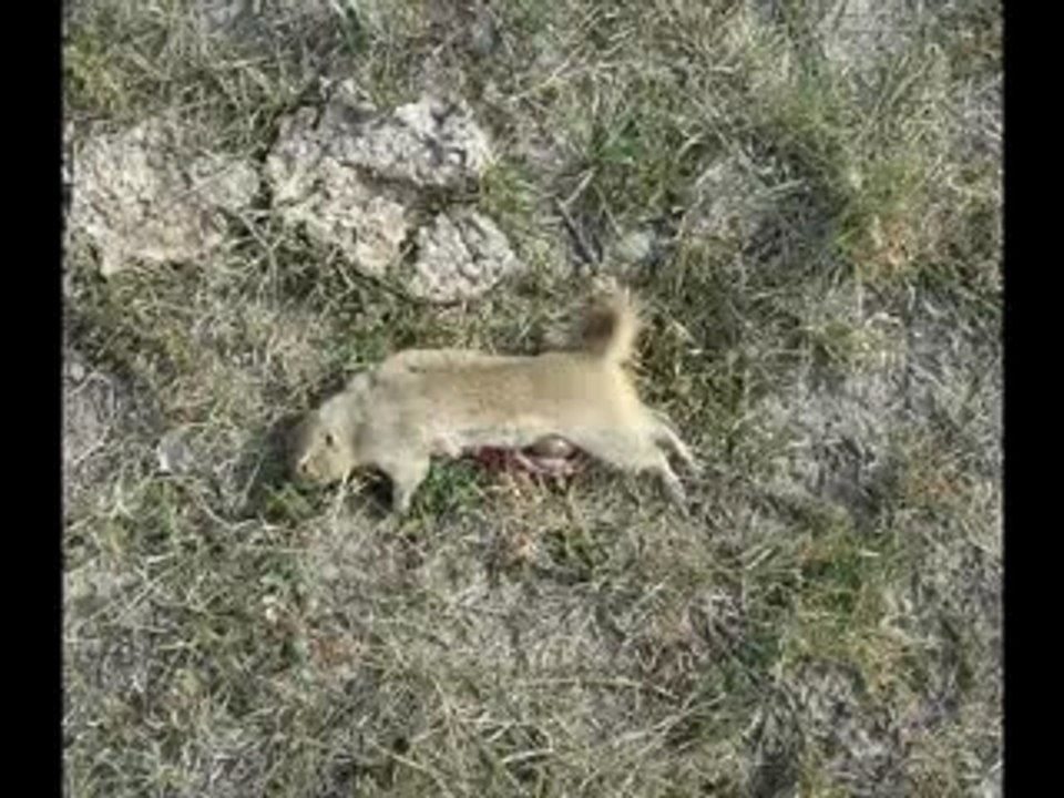 Blasting gophers