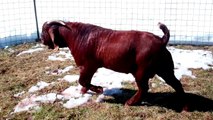 SOLD ~ MAX Boer Goats IMAX BIG RED ONE