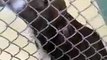 UPDATE! SAFE WITH RESCUE!!! Poor Rain - Dumped twice at the HCPRC Shelter in Tampa!!