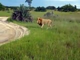 Jungle Bob and Dylan Encounter a Lion in Africa!