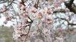 ALMENDROS EN FLOR EN LOS BAÑOS DE FITERO ( NAVARRA )