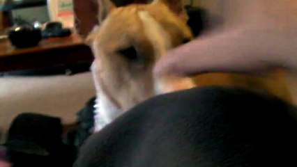 Juggernaut, English Bull Terrier 10 months