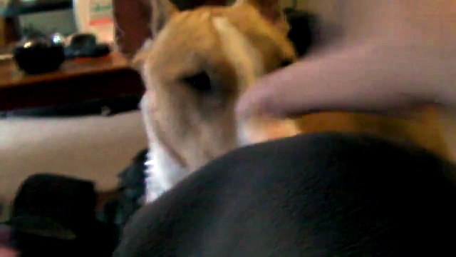 Juggernaut, English Bull Terrier 10 months