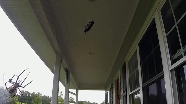 Spider wraps its prey