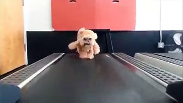 Looks like a real bear. Cute dog ^_^?syndication=228326