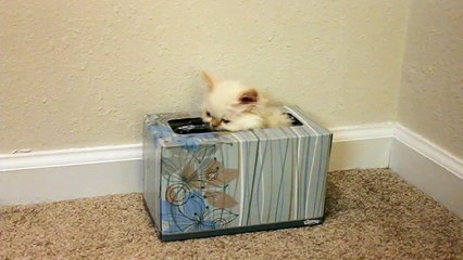 Teacup kitten getting out of tissue box