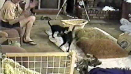 Compilation de chats peureux