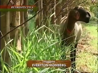 A Criação De Ovelhas Entre As Árvores