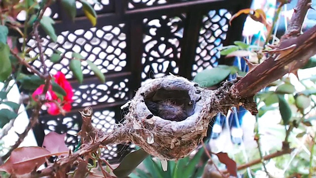 Pip the orphaned hummingbird