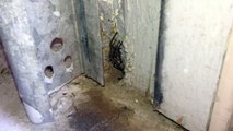 Crazy huge spider! (Follow up video)