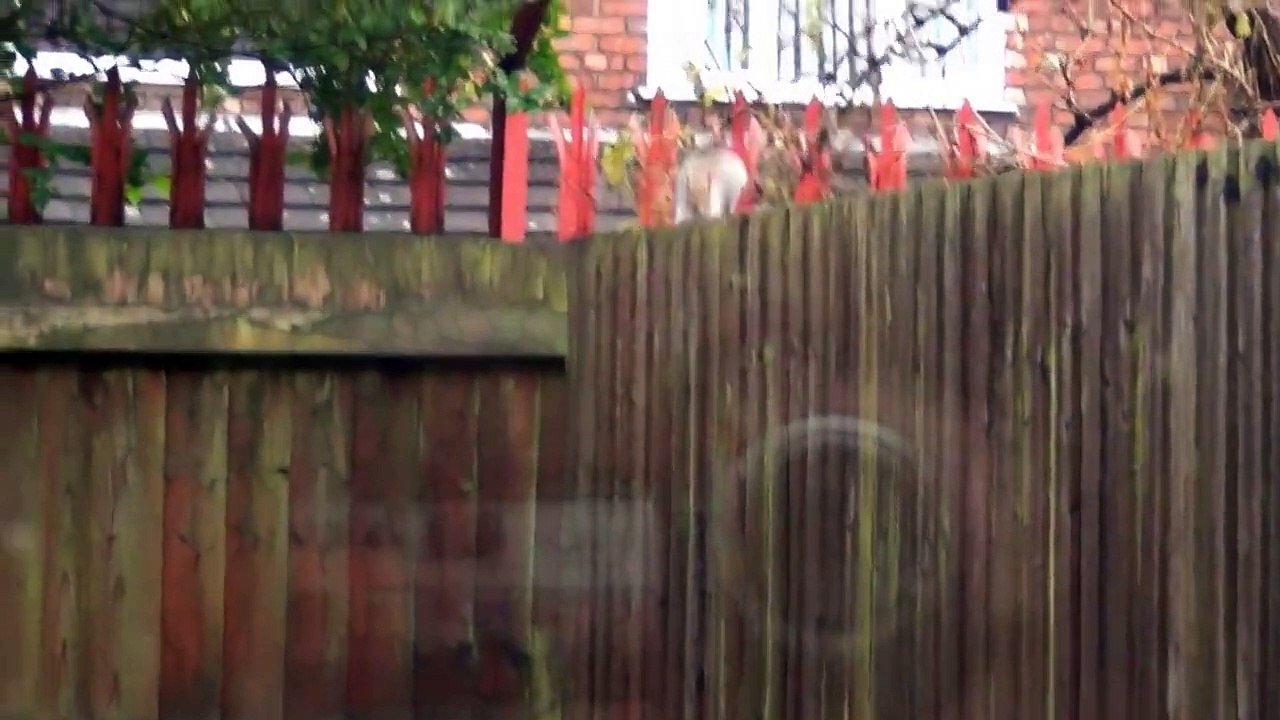 SQUIRRELS ARE COOL.