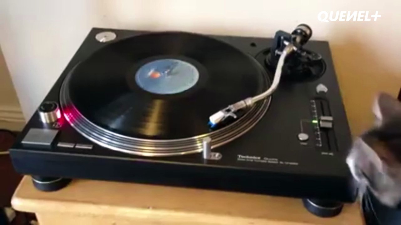 Le chat de Valls est aussi possédé que son maitre !