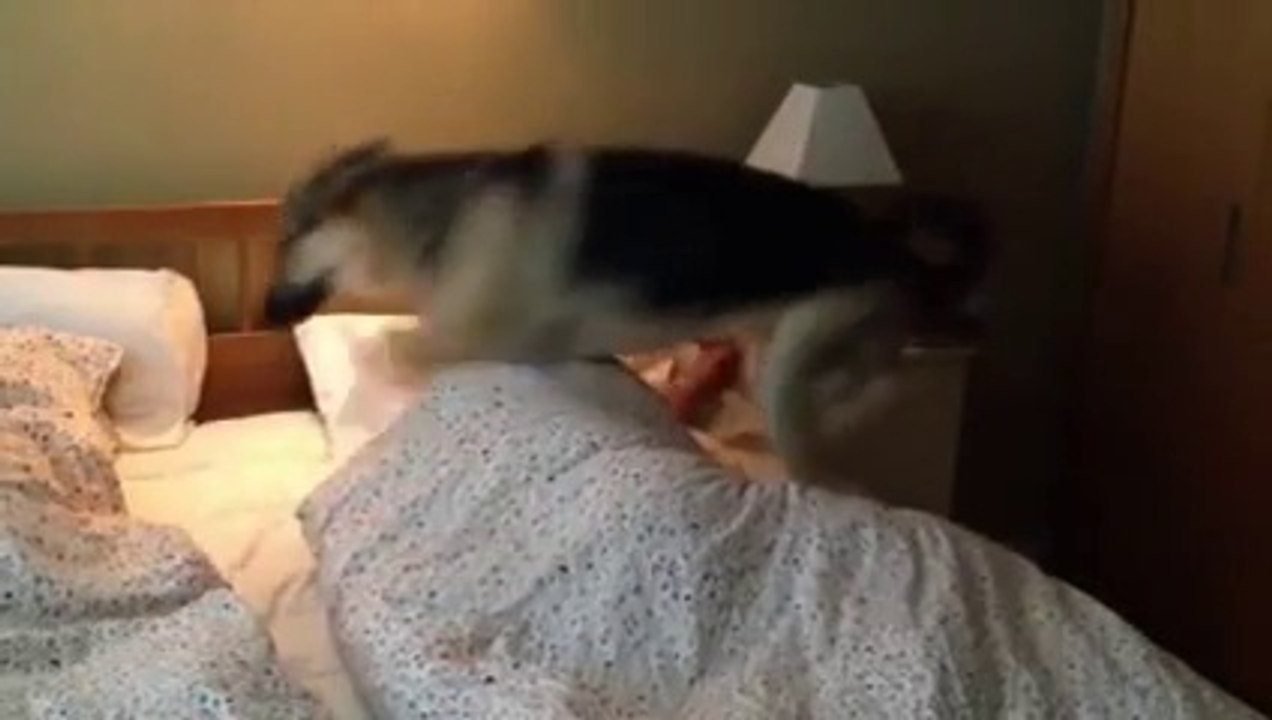 Güzel insanlar bu gece size; anne babalarının asla uyumamasını isteyen, hep sevgi, ilgi ve oyun bekleyen minik patilerle iyi geceler demek istedik...