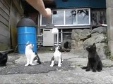田代島の猫　- Cats on Tashirojima -
