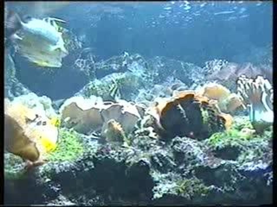 Aquarium2