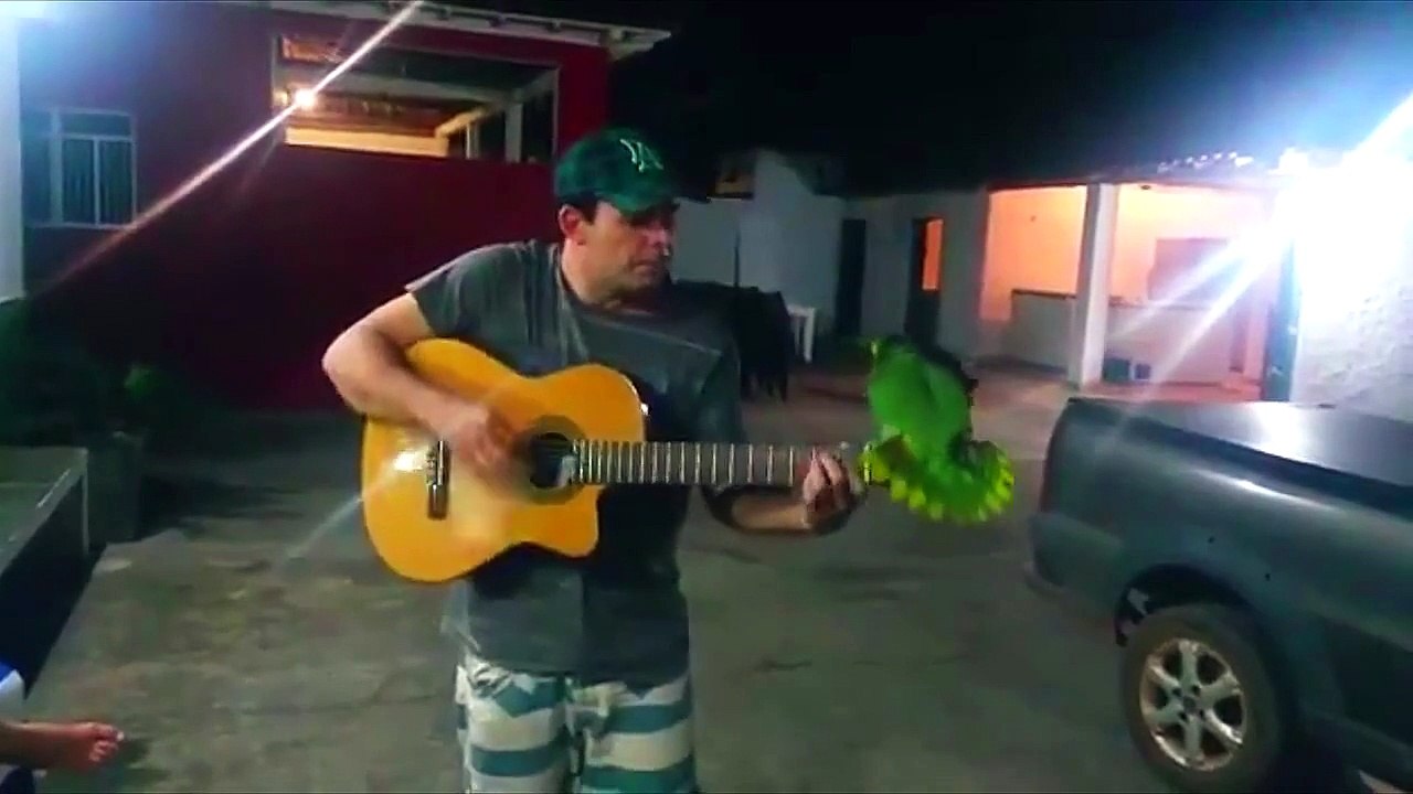 Papagaio cantando ao som do violão