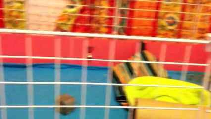 Guinea pig cage cleaning before and after!!