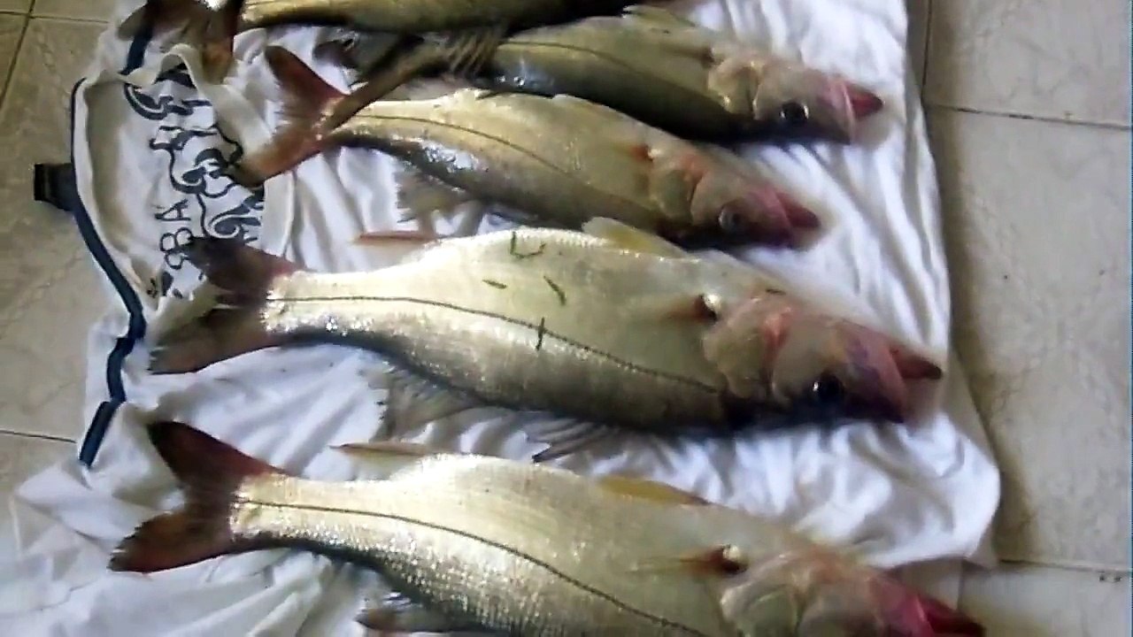 pescaria de robalo  no rio paraiba do sul em  campos RJ