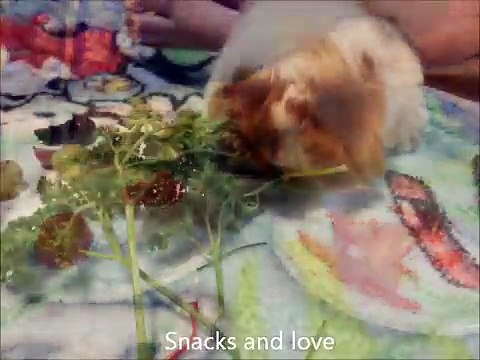 Guinea Pigs - Newborn to 1 month